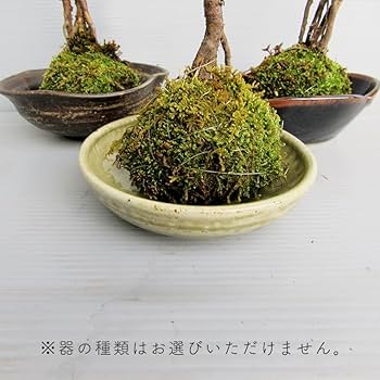 Amazon.co.jp: コケ玉ミニバラ盆栽「桜坂」 ギフト 花[BN006ci